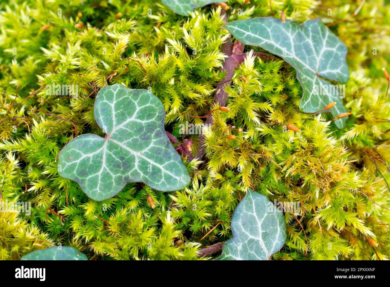 Ivy (hedera Helix), primo piano di una varietà variegata di foglie dell'arbusto rampicante che cresce attraverso il muschio sulla cima di un vecchio muro di pietra. Foto Stock