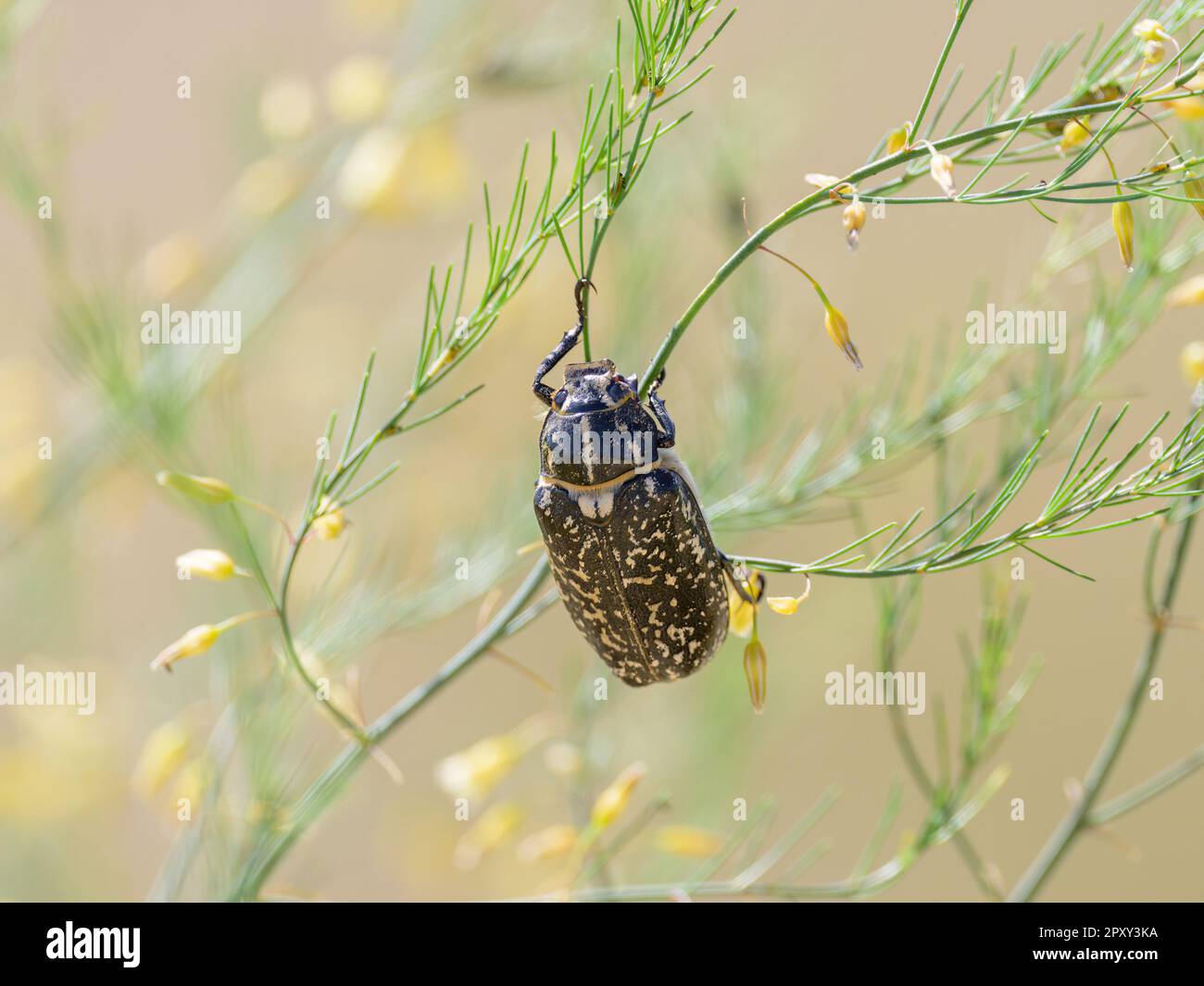 Un grosso scarabeo (Polyphylla fullo) seduto su una pianta, giorno di sole in estate nel nord della Francia Foto Stock