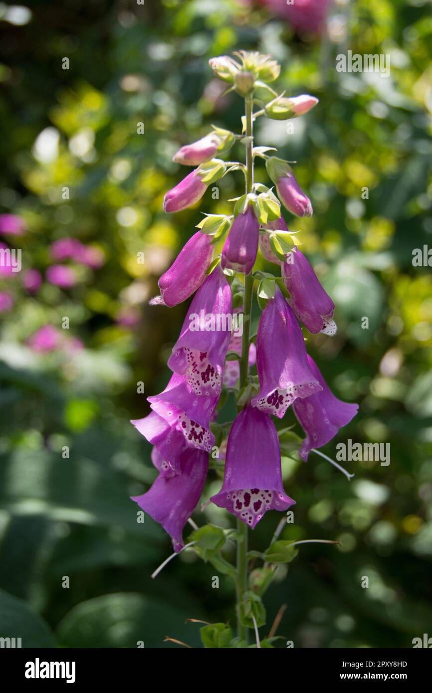 Rosa Foxguanto fiori Digitalis purpurea) Foto Stock