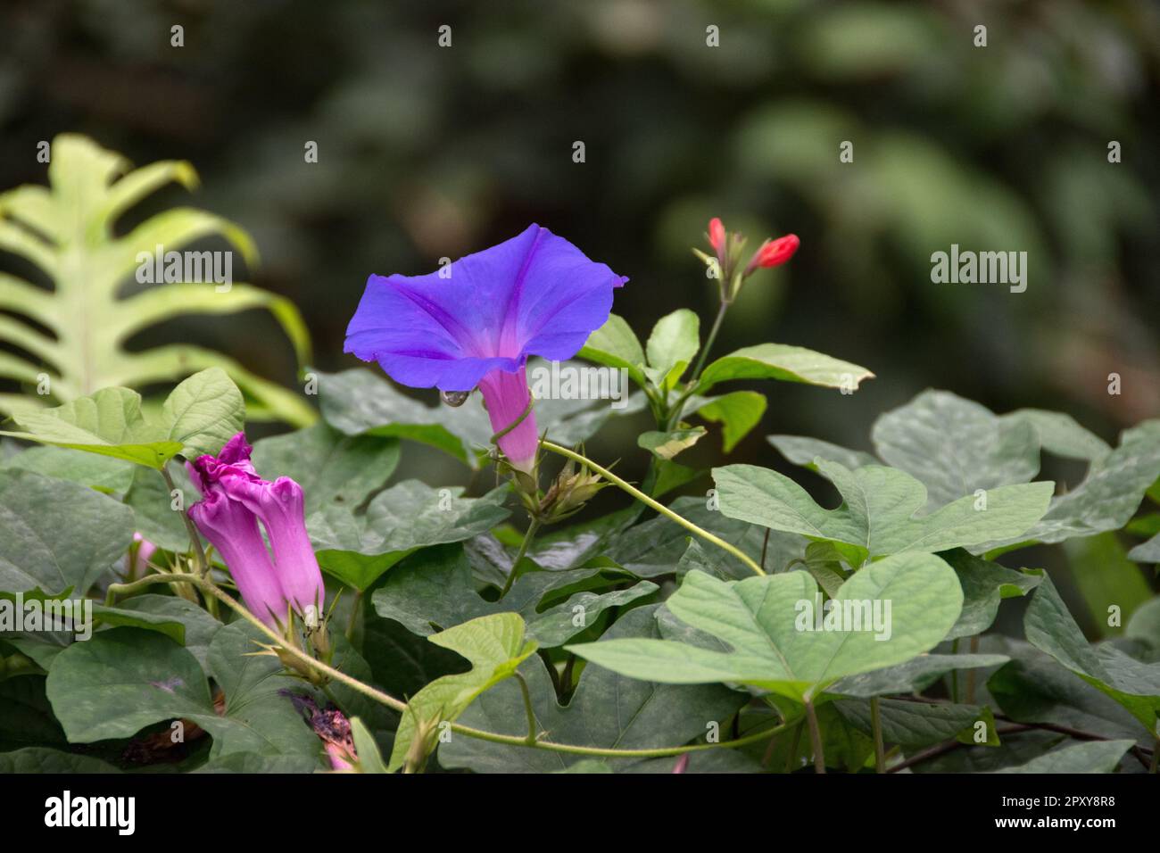 Viola Ipomoea Purpurea - comune mattina Gloria Foto Stock