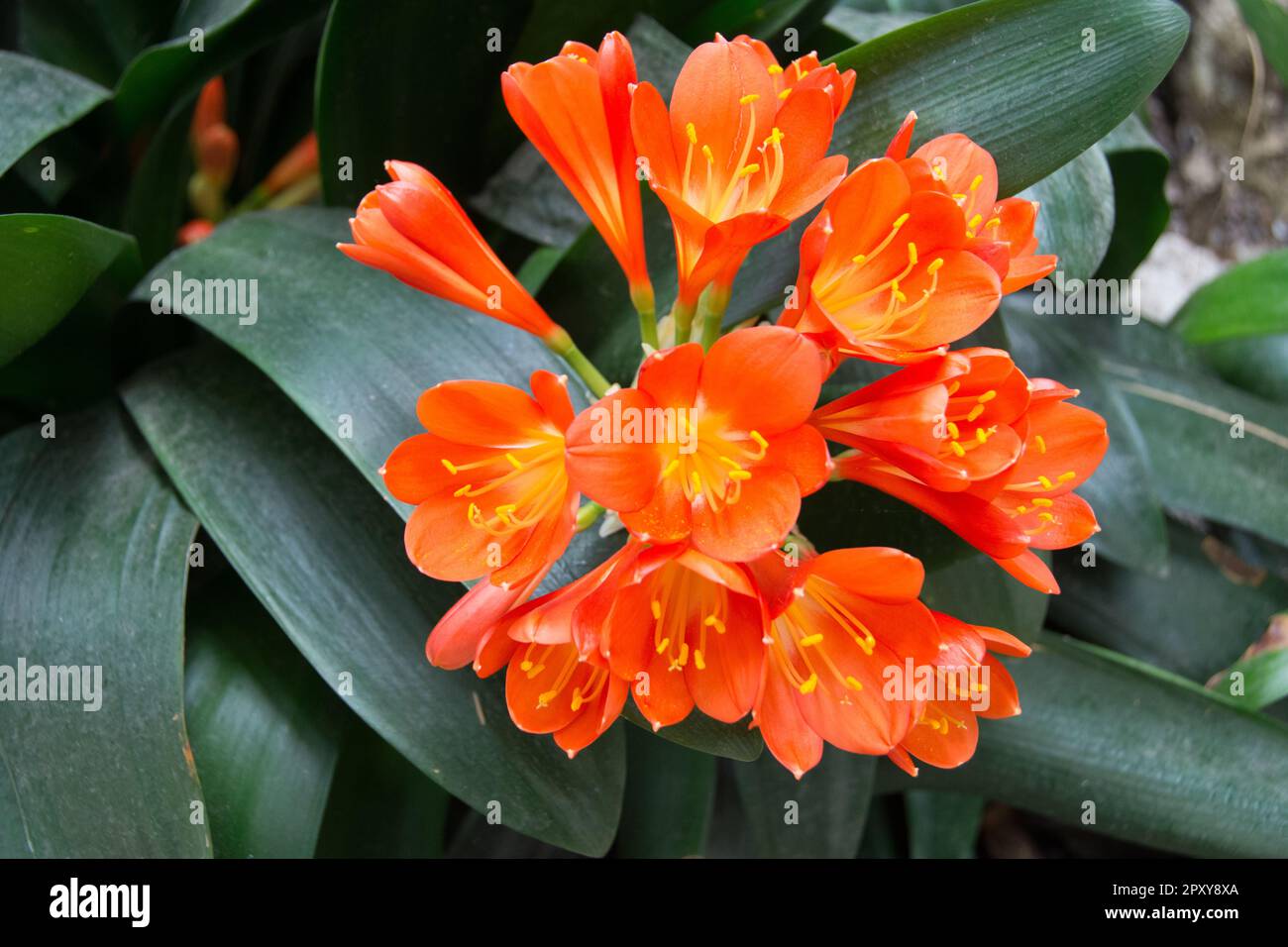 Clivia è un genere di piante da fiore monocotate originarie dell'Africa australe. Appartengono alla famiglia Amaryllidaceae, sottofamiglia Amaryllidoide Foto Stock