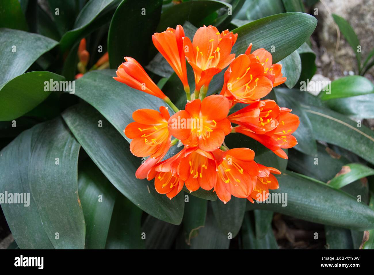Clivia è un genere di piante da fiore monocotate originarie dell'Africa australe. Appartengono alla famiglia Amaryllidaceae, sottofamiglia Amaryllidoide Foto Stock