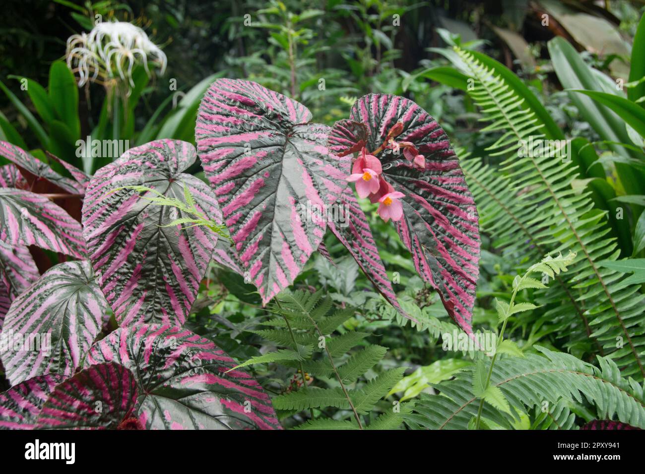 Begonia brebririmosa Foto Stock