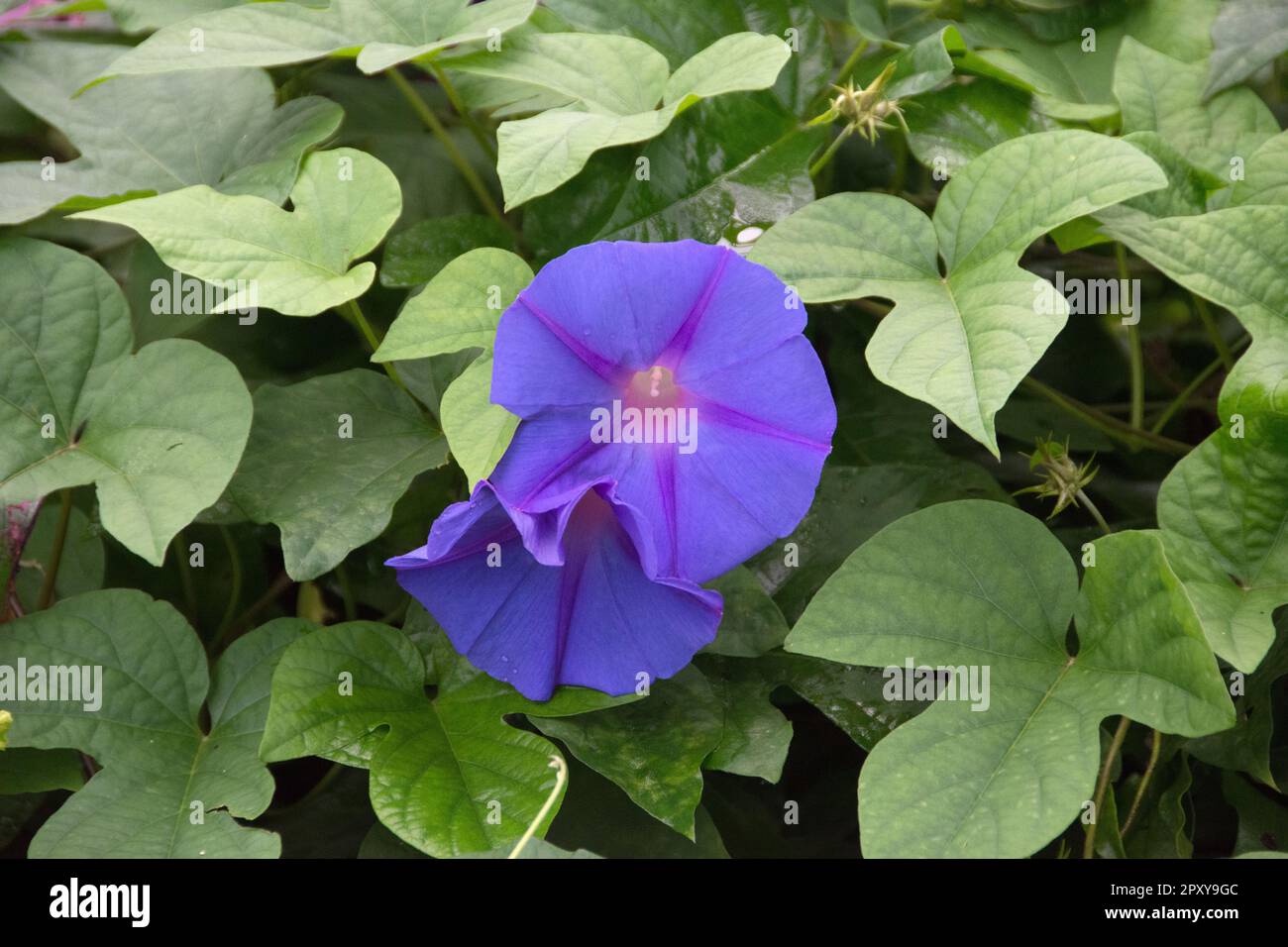 Viola Ipomoea Purpurea - comune mattina Gloria Foto Stock