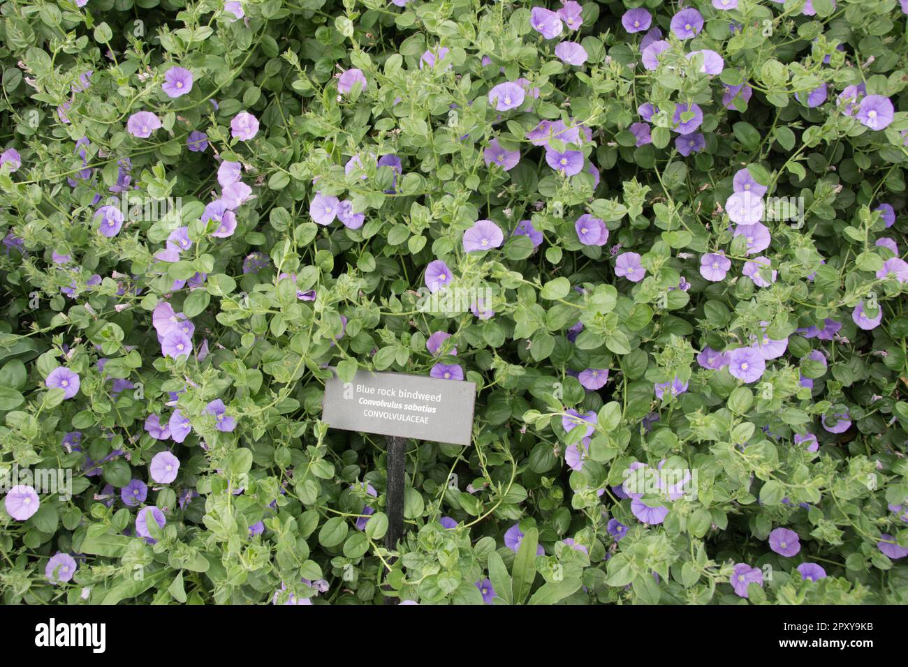 Blue Rock Bindweed - Convovulus Sabatius Foto Stock