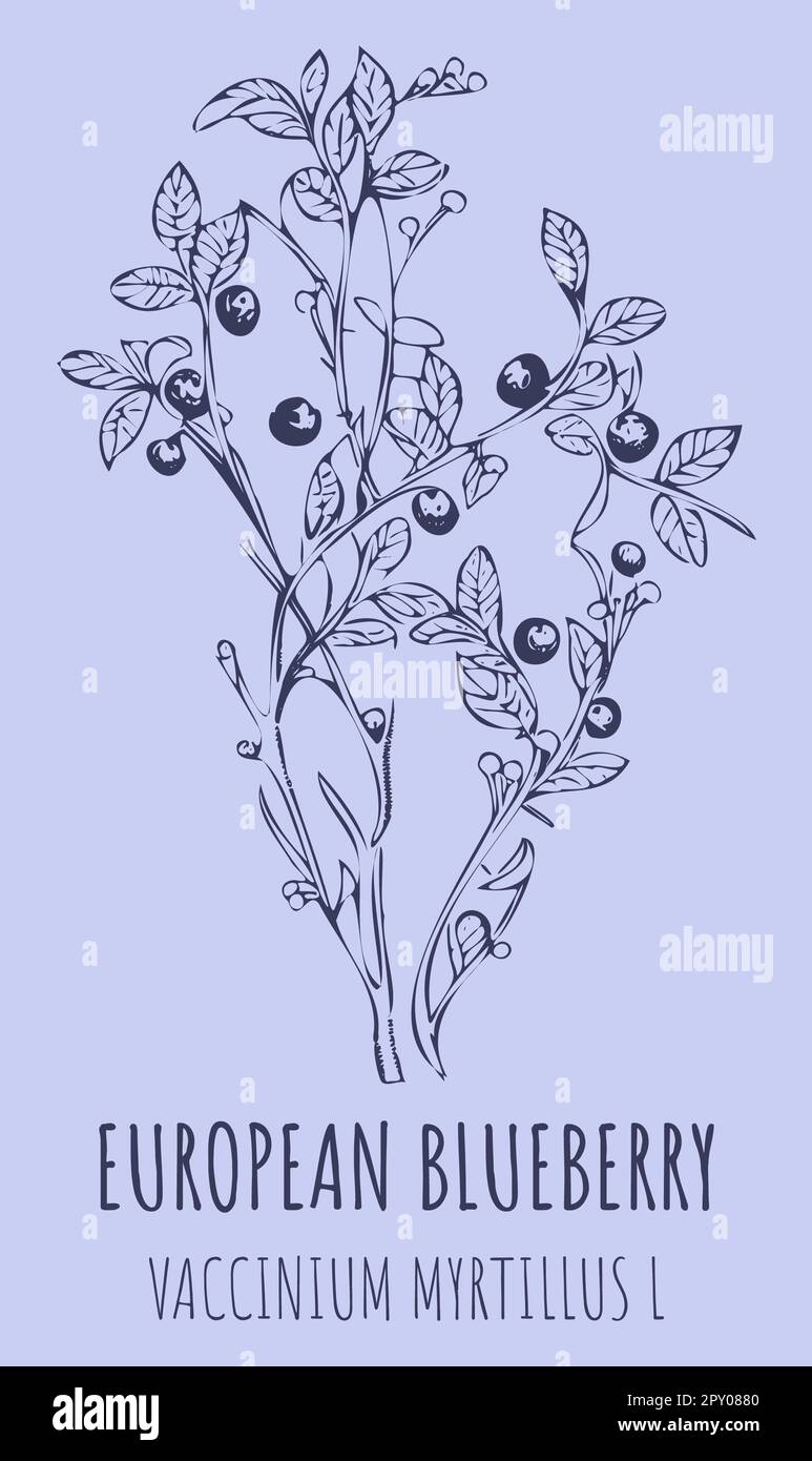 Macchia di mirtillo europeo o VACCINIUM MYRTILLUS L con bacche mature in stile vintage. Illustrazione Foto Stock