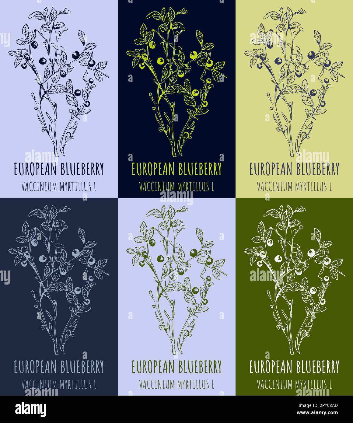 Macchia di mirtillo europeo o VACCINIUM MYRTILLUS L con bacche mature in stile vintage. Illustrazione Foto Stock