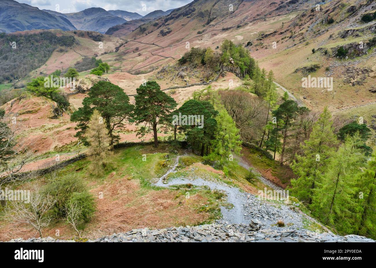 Alberi sul lato di Castle Crag, guardando verso Borrowdale, vicino Grange, Lake District, Cumbria Foto Stock