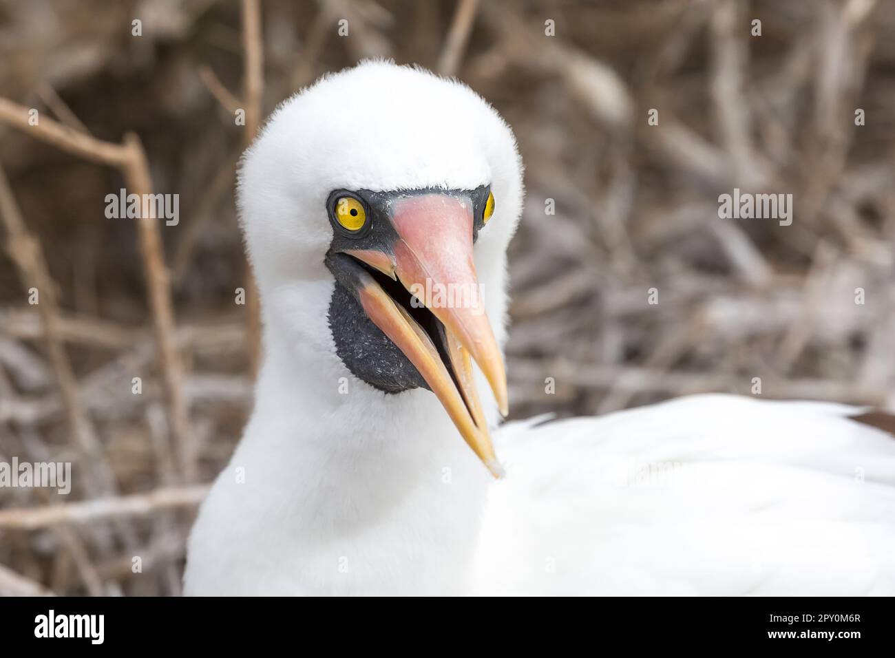 booby nazca in galapagos, ecuador Foto Stock