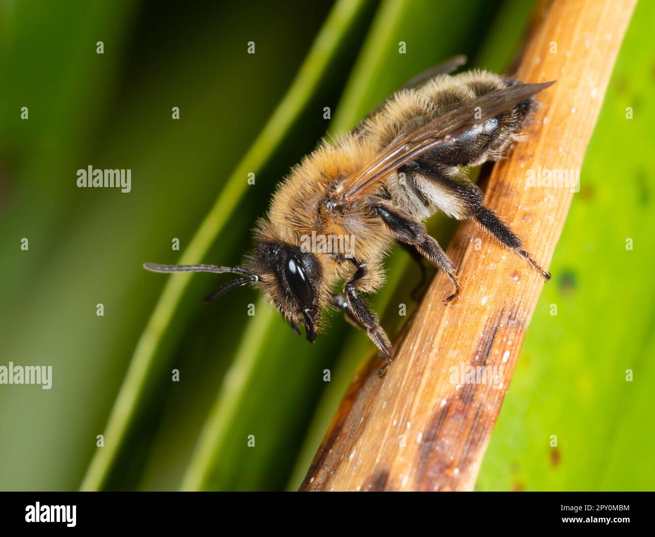 Donna adulta in volo primaverile dell'ape da miniera di bufish nativa del Regno Unito, Andrena nigroaenea, un visitatore del giardino Foto Stock