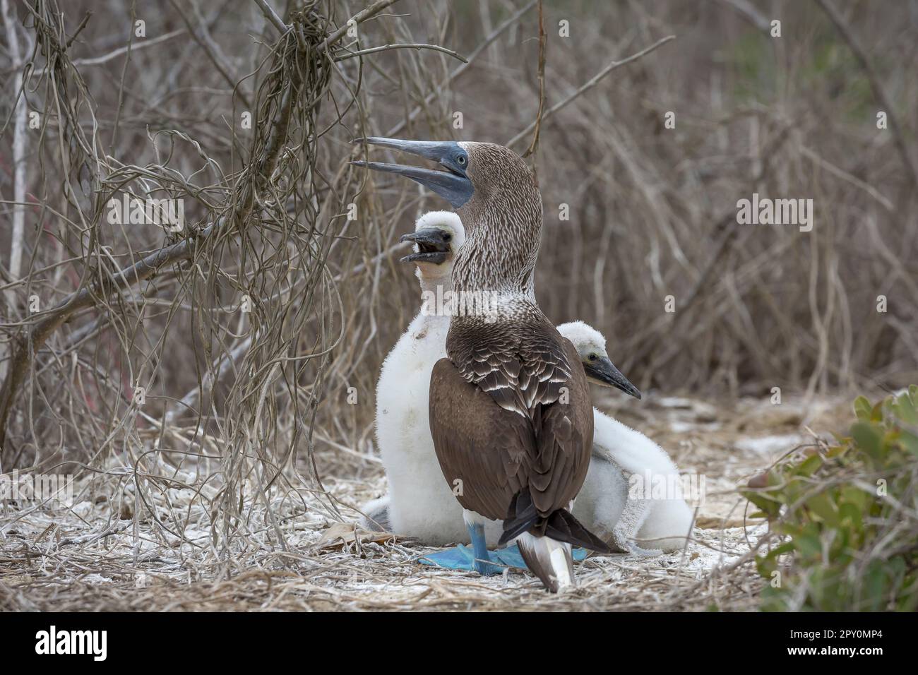 famiglia di uccelli booby dai piedi blu Foto Stock