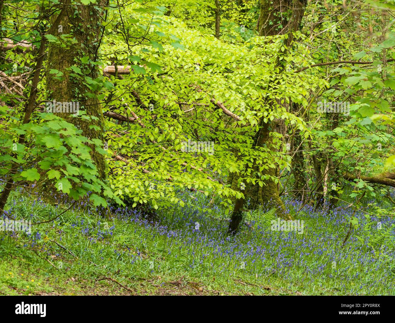 Bluebells inglesi, Hyacintoides non-scripus, sotto una baldacchino primaverile di faggio, Fagus sylvatica, in un bosco di Plymouth, Devon, Regno Unito Foto Stock