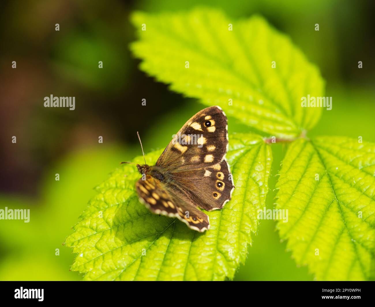 Farfalla di legno puntinata per adulti, pararge aegeria, covata di primavera, poggiata su una foglia di rovo Foto Stock