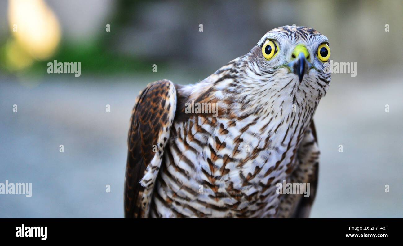 I falchi sono un animale molto popolare in Turchia. Foto Stock