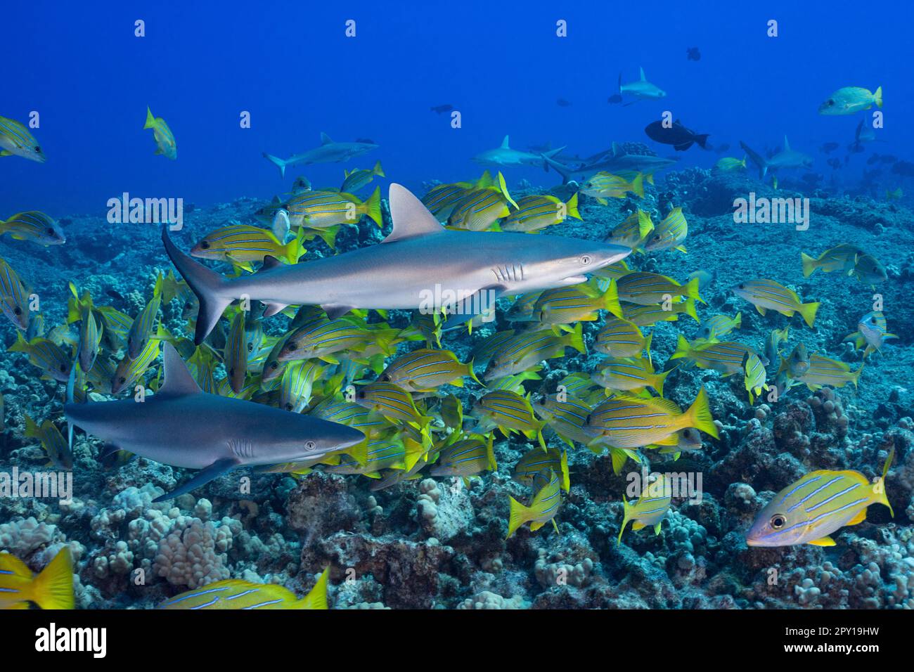 Squali di reef grigio giovanile, Carcharhinus ambblyrhynchos, con snappers bluestripe o taape, Lutjanus kasmira, Mahaiula, North Kona, Hawaii, Big Island Foto Stock