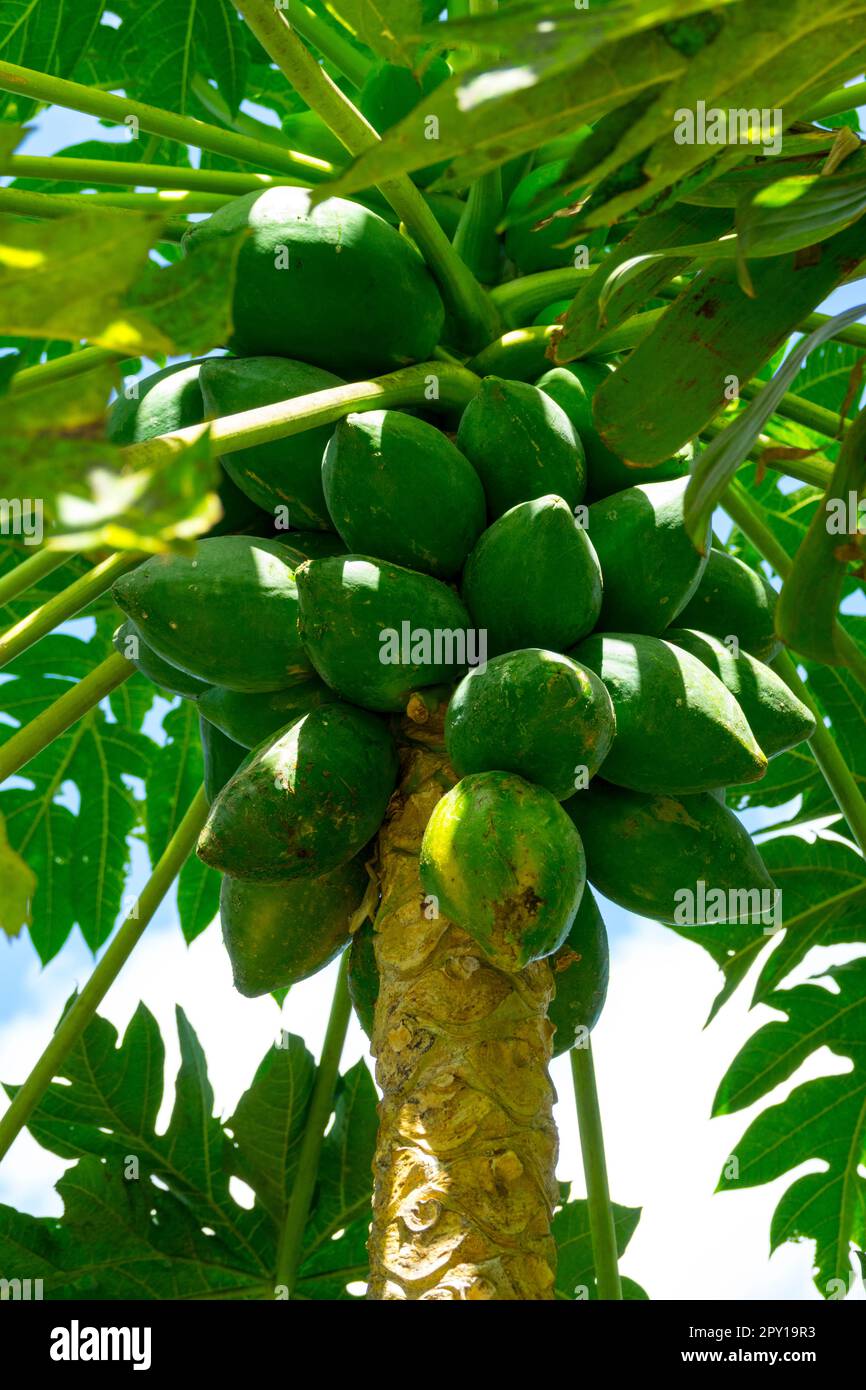 L'albero di papaya a Santa Lucia (Saint Lucian Creole French: Sent Lisi, French: Sainte-Lucie) è un paese dell'isola delle Indie Occidentali nel Caribo Orientale Foto Stock