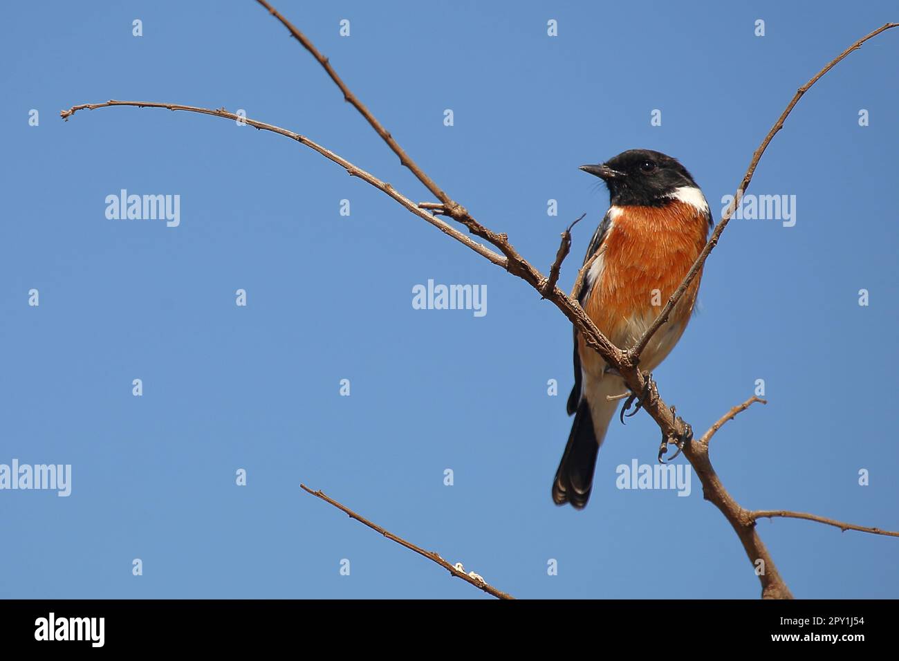 Afrikanisches Schwarzkehlchen / African stonechat / Saxicola torquatus Foto Stock