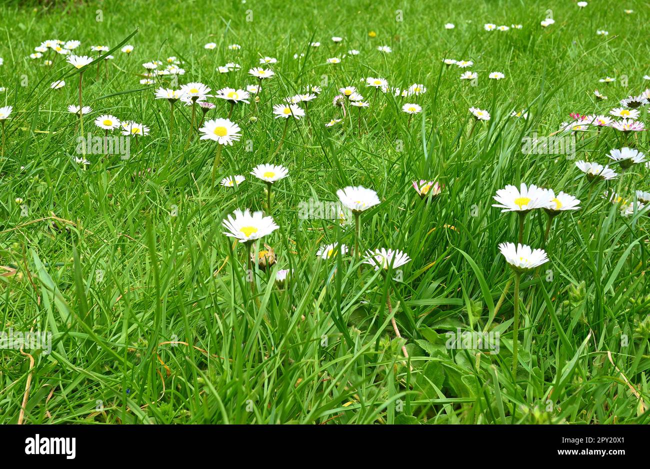 Pratoline che cresce su un prato Foto Stock
