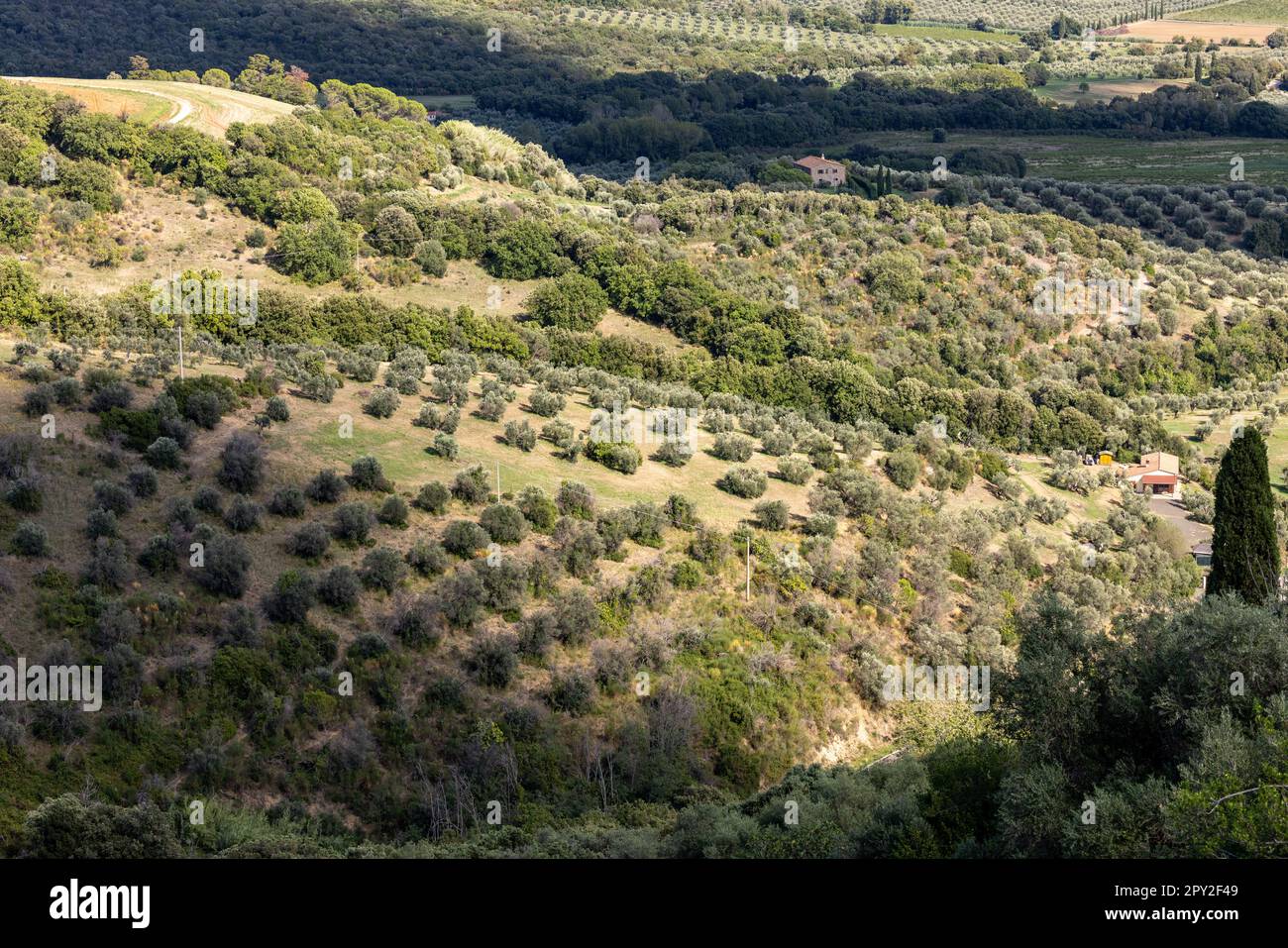 Terreni agricoli e oliveti intorno a Montemassi in provincia di Grosseto. Italia Foto Stock