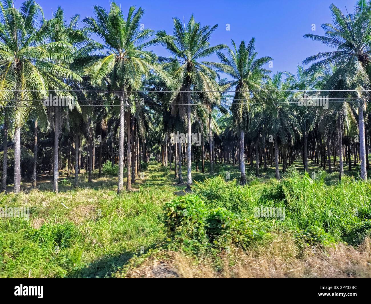 Quepos, Costa Rica - Una piantagione di olio di palma. L'olio di palma viene utilizzato per la cottura e in un'ampia varietà di altri prodotti. A differenza di molti paesi, la Costa Rica lo fa Foto Stock