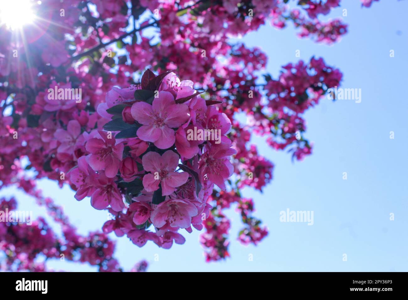 Mela granchio europea di nuovo un cielo blu Foto Stock
