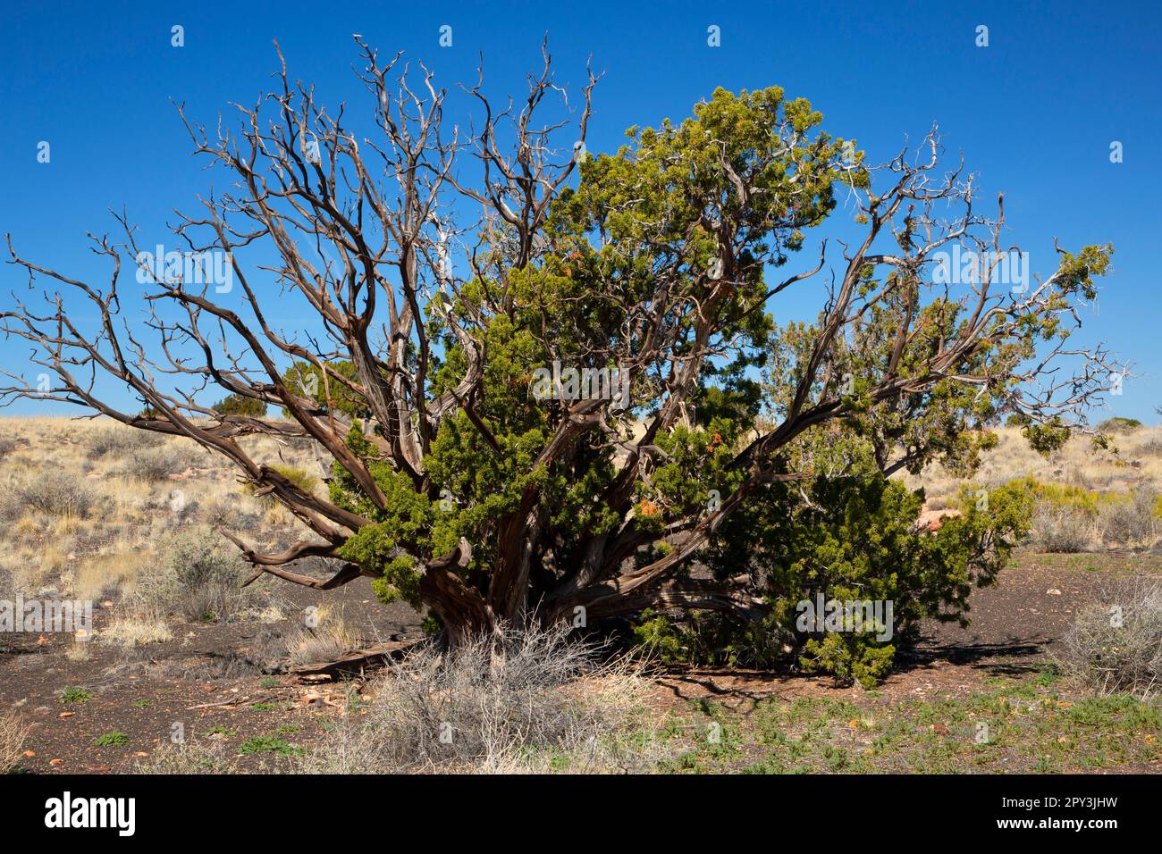 Juniper, Coconino National Forest, Arizona Foto Stock