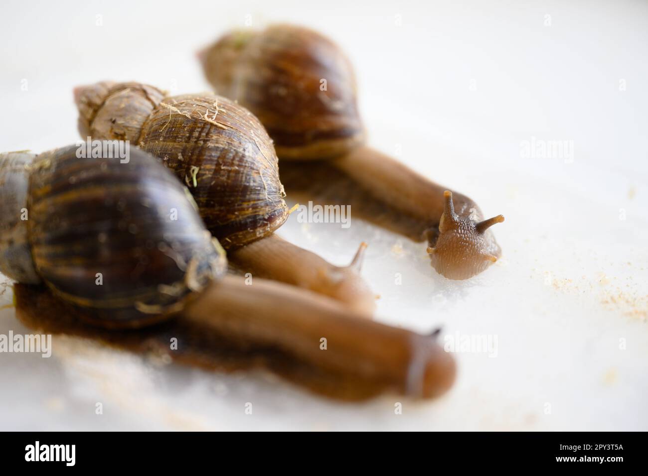 Gara di lumache, lumache sono in esecuzione su percorsi alimentari su tavolo bianco, macro vista di grandi lumache da giardino a gara divertente. Concetto di sport, animale, velocità, nat Foto Stock