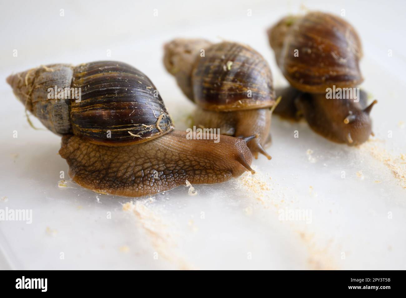 Gara di lumache, lumache sono in esecuzione su percorsi alimentari su tavolo bianco, macro vista di grandi lumache da giardino a gara divertente. Concetto di sport, animale, velocità, nat Foto Stock