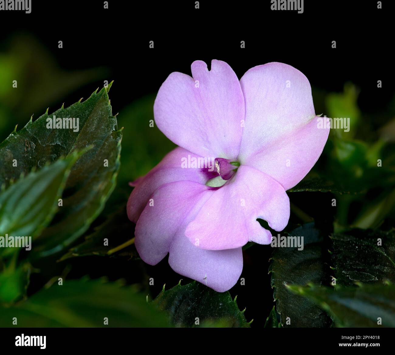 Immagine closeup di una singola fioritura rosa delle impatiens della Nuova Guinea (Impatiens hawkeri). Foto Stock