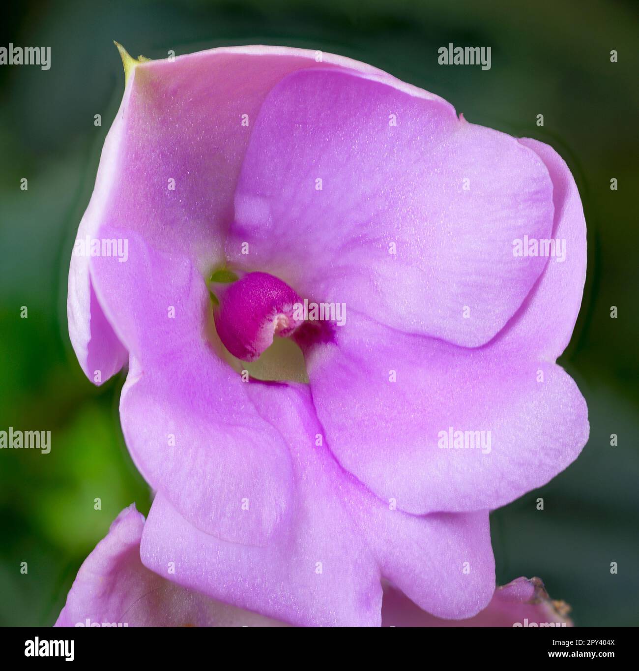 Immagine closeup di una singola fioritura rosa delle impatiens della Nuova Guinea (Impatiens hawkeri). Foto Stock