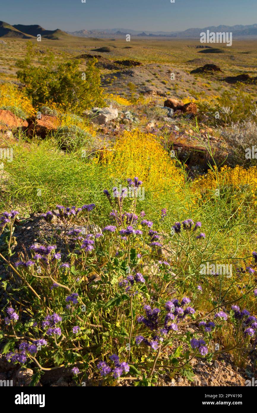 Deserto lungo la strada, Havasu National Wildlife Refuge, Arizona Foto Stock