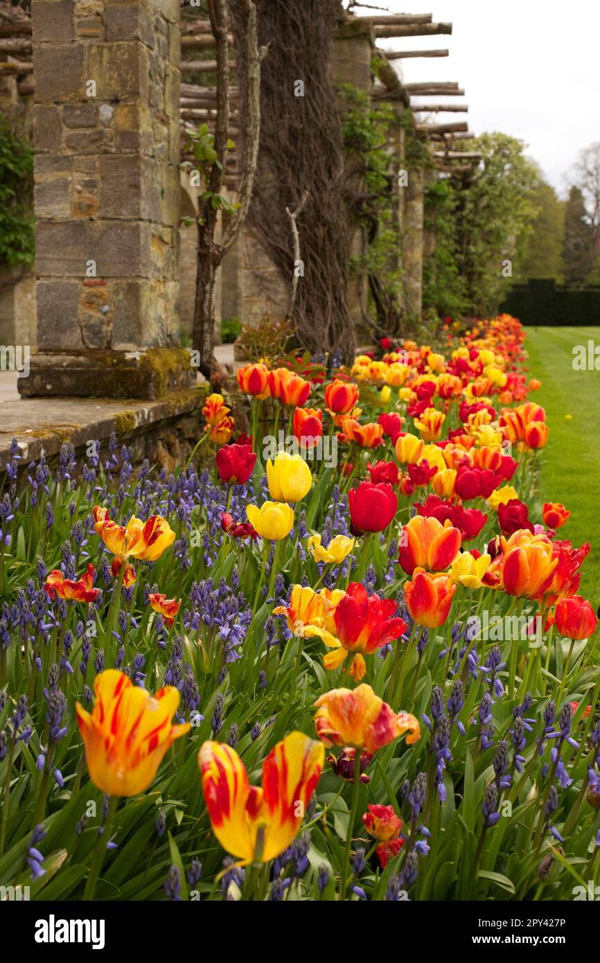 Hever Castle - i tulipani nel giardino all'italiana Foto Stock