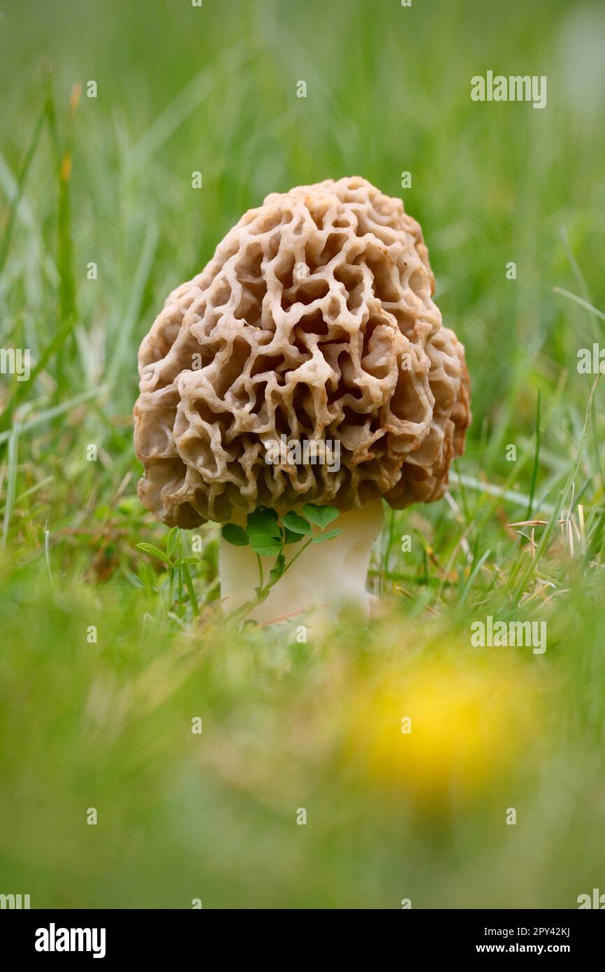 Il fungo morel, Morchella esculenta, un fungo selvatico commestibile molto pregiato, ricercato dai foraggiatori ogni primavera Foto Stock