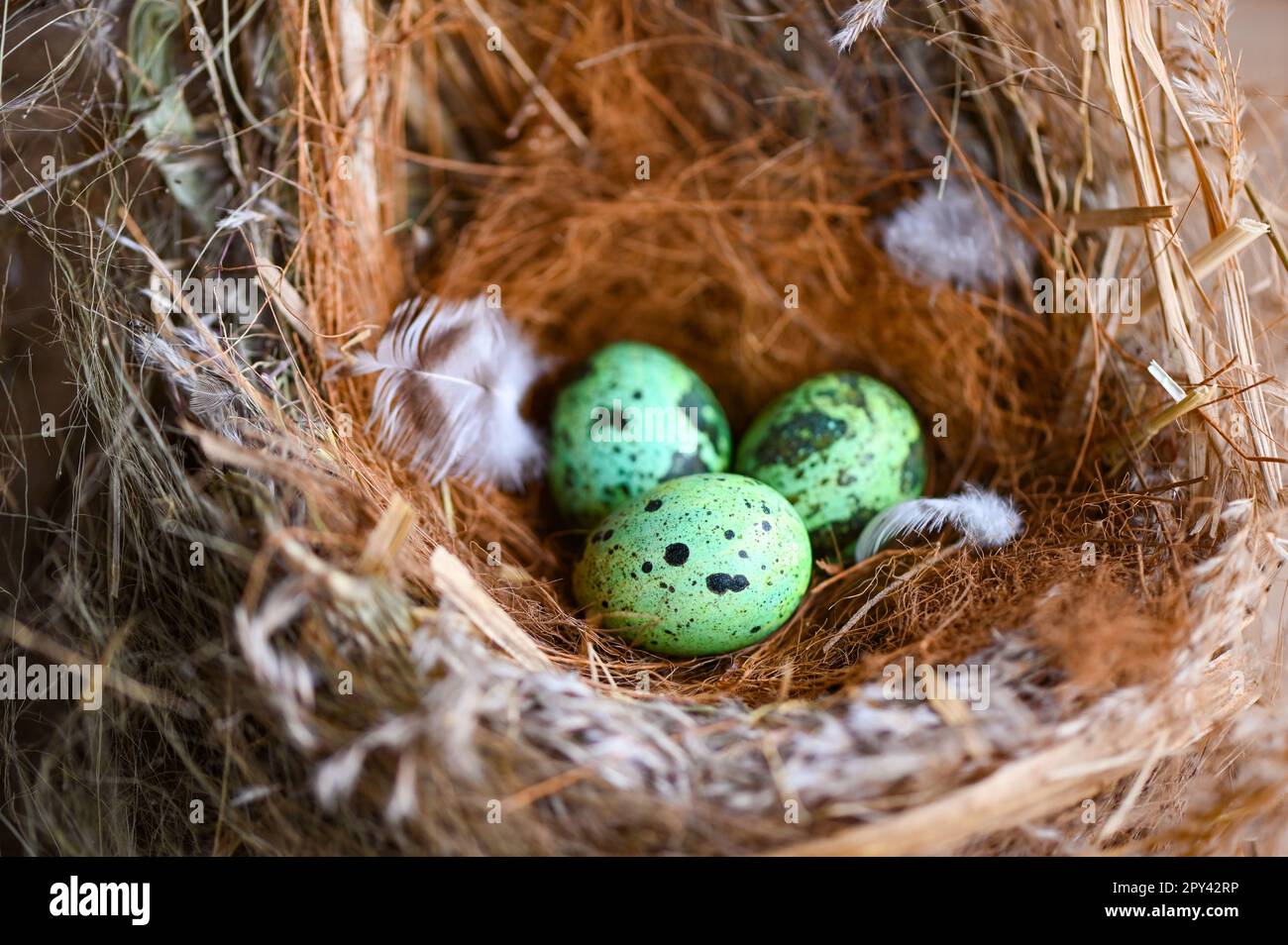 nido di uccello sul ramo dell'albero con tre uova all'interno, uova di uccello sugli uccelli nido e piuma nella foresta estiva, uova concetto di pasqua Foto Stock