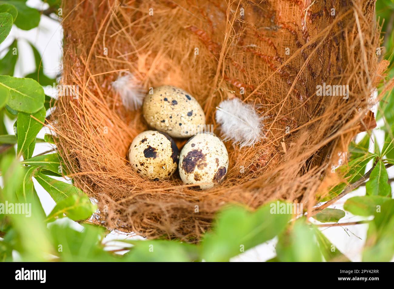 nido di uccello sul ramo dell'albero con tre uova all'interno, uova di uccello sugli uccelli nido e piuma nella foresta estiva, uova concetto di pasqua Foto Stock