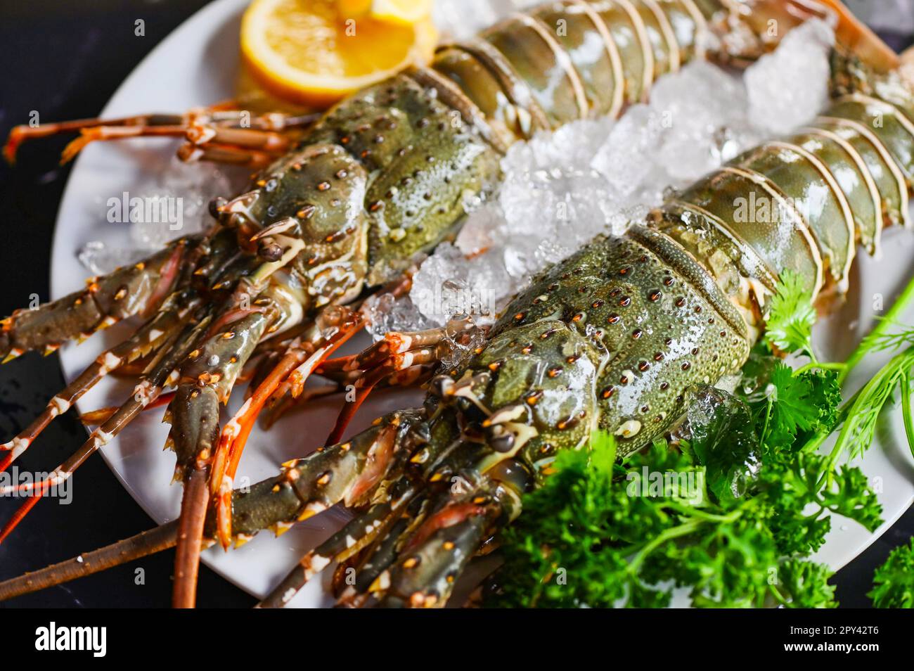 aragosta spinosa di pesce su ghiaccio, aragosta fresca o aragosta di roccia con erbe e spezie coriandolo di limone prezzemolo sullo sfondo, aragosta cruda per la cottura Foto Stock