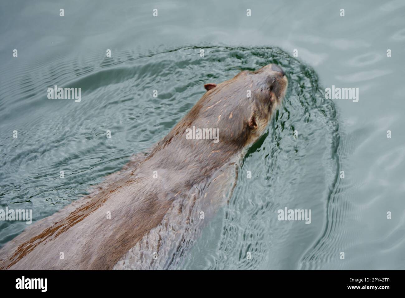 Lontra di fiume nuoto in un porto turistico Foto Stock