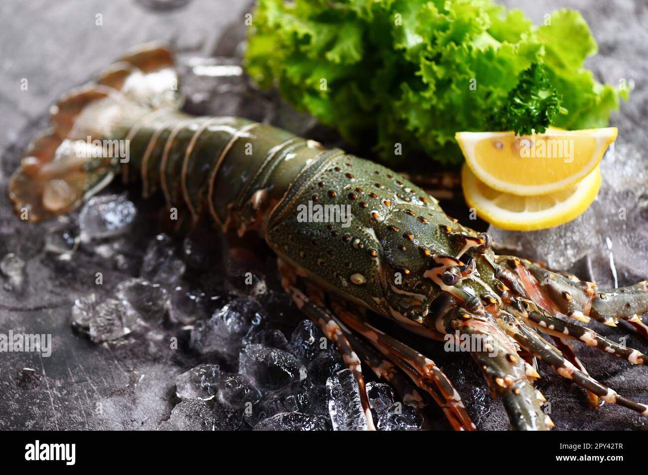 aragosta spinosa di pesce su ghiaccio, aragosta fresca o aragosta di roccia con erbe e spezie coriandolo di limone prezzemolo sullo sfondo, aragosta cruda per la cottura Foto Stock