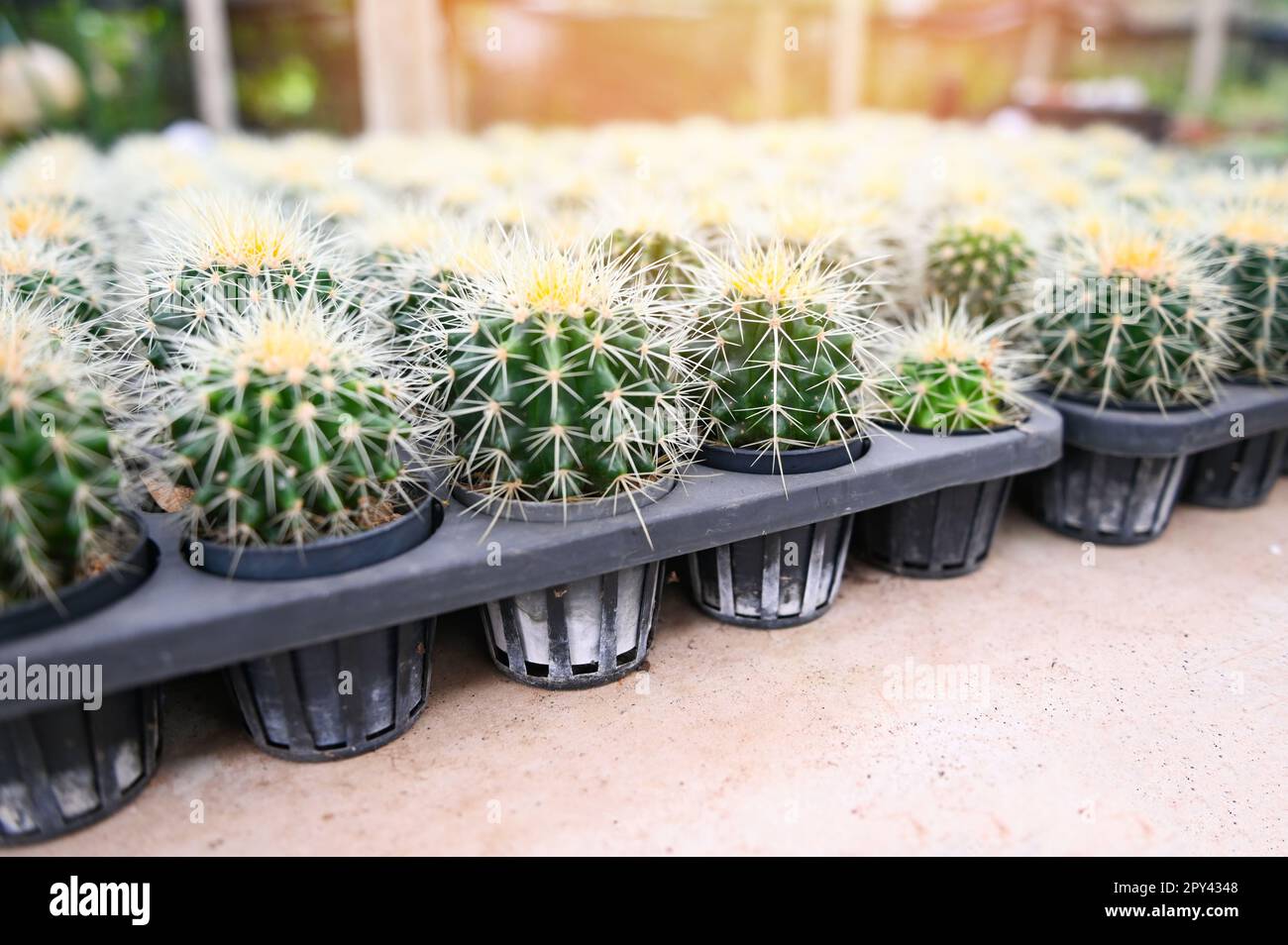 Giardino di Cactus , vaso di Cactus decorare nel giardino, bella fattoria di cactus e piante succulente giardino in serra Foto Stock
