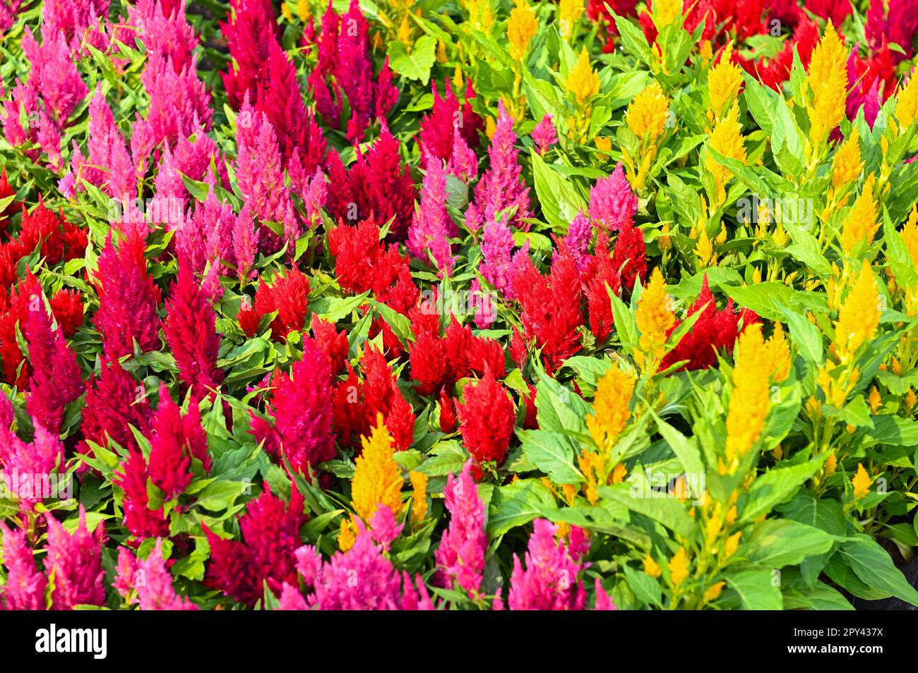 Coloratissimi fiori di celosia plumosa o Pampas Plume Celosia fioriscono nel giardino fiori gialli Foto Stock
