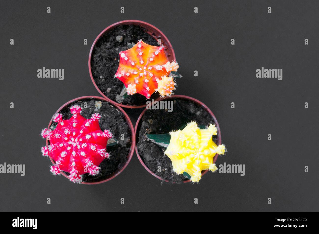 bellissimo cactus gymnocalicium mihanovichii multicolore su uno sfondo grigio neutro Foto Stock