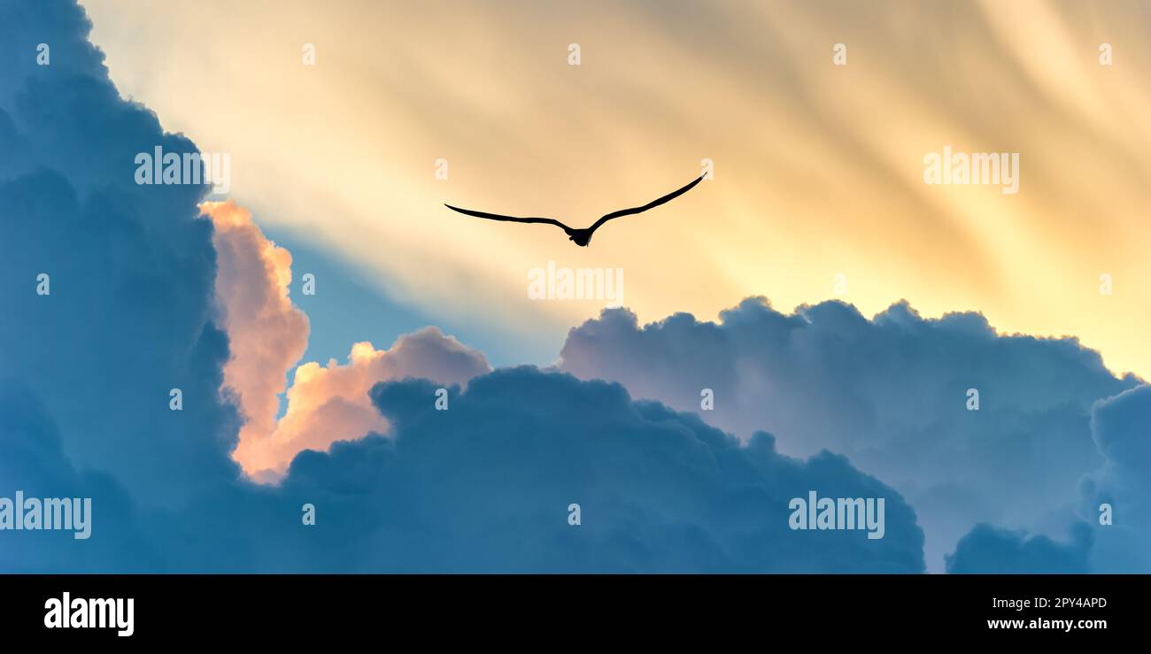 Una silhouette di uccello si alza sopra le nuvole colorate al Sunset Banner Foto Stock