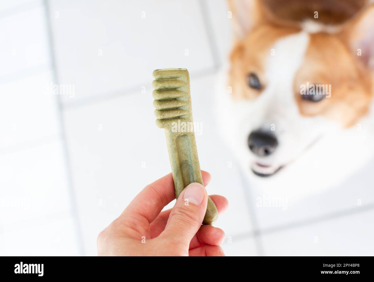 Concetto di cura dentale del cane. Trattamenti dentali per cani. Prodotti per cani Foto Stock