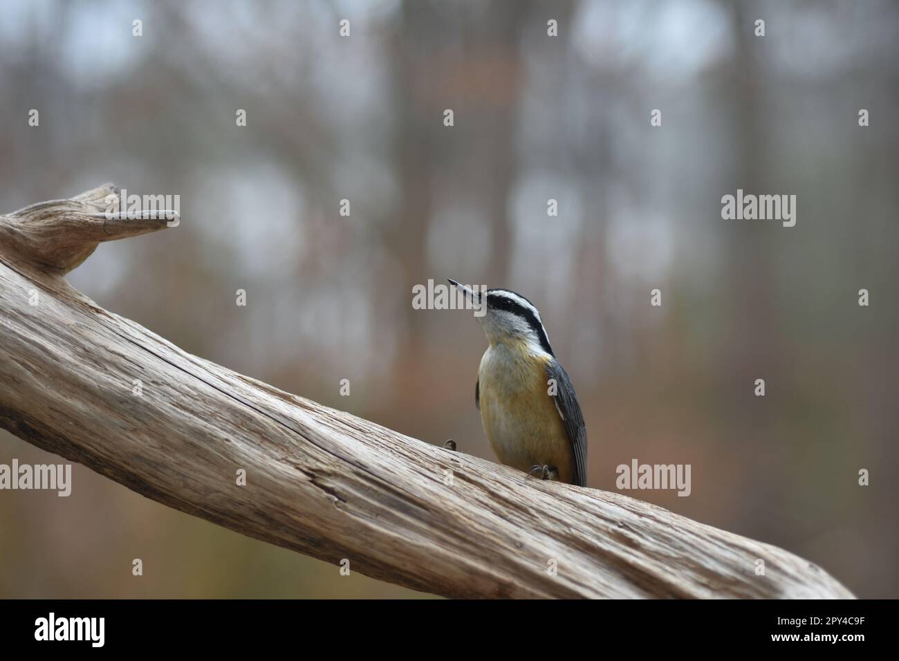 Nuthatch rosso-breasted, re George, Virginia 2023 Foto Stock