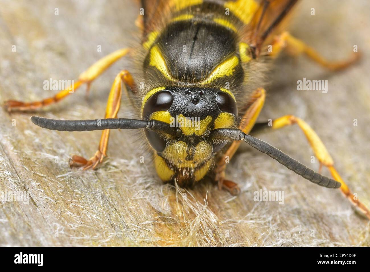 Worker WASP Foto Stock