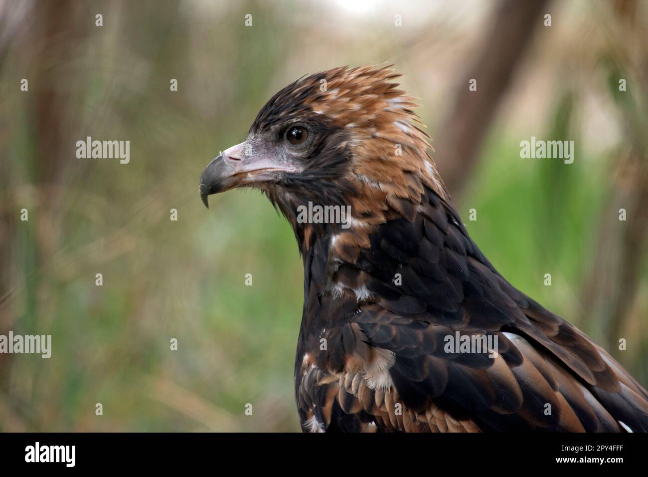 La poiana nera è piuttosto grande, con ampie ali arrotondate, un collo corto e una coda. I buzzard sono di colore variabile da tutto il marrone scuro a. Foto Stock