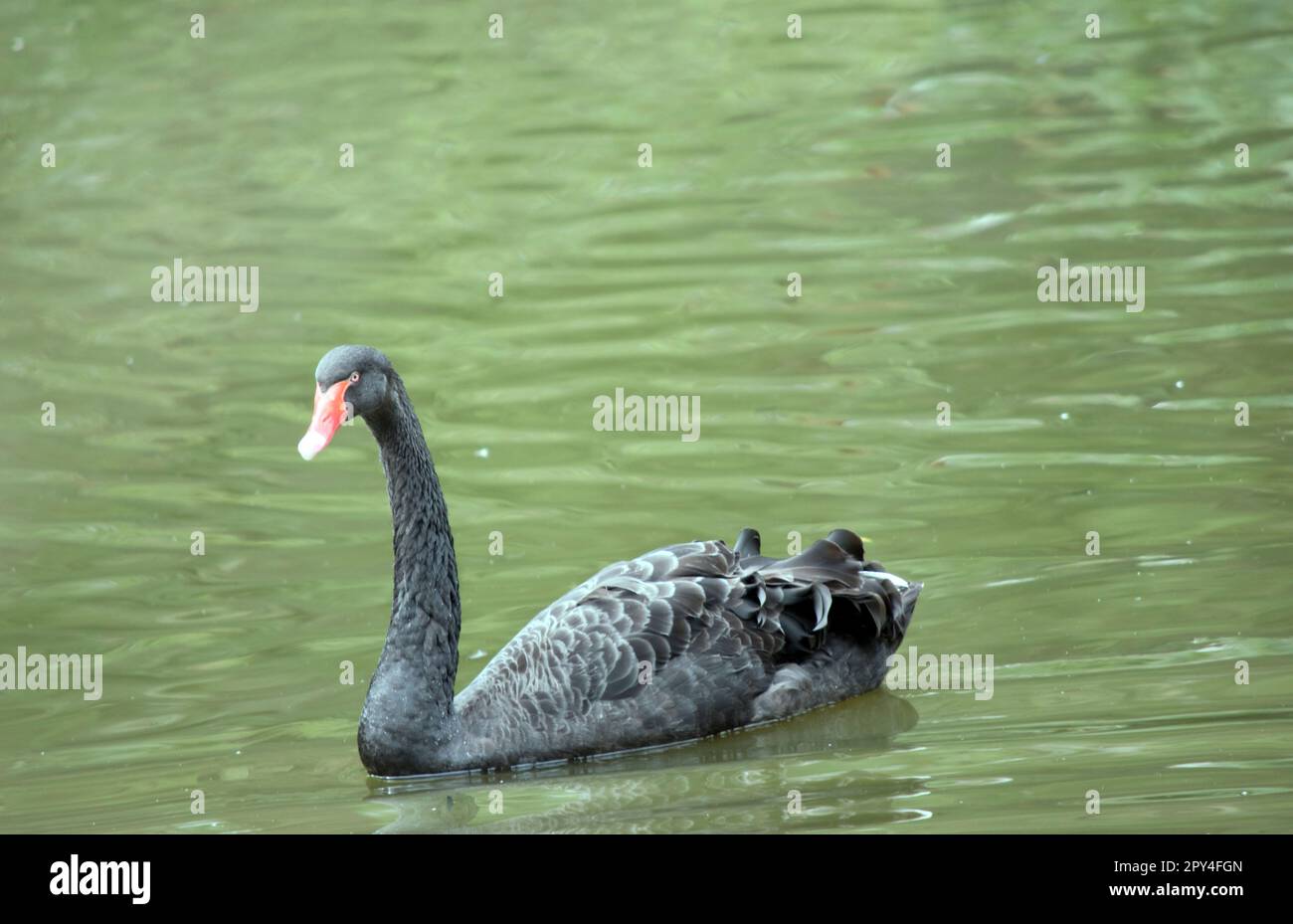 il cigno nero ha piume nere bordate di bianco, un becco rosso con una striscia bianca e occhi rossi Foto Stock