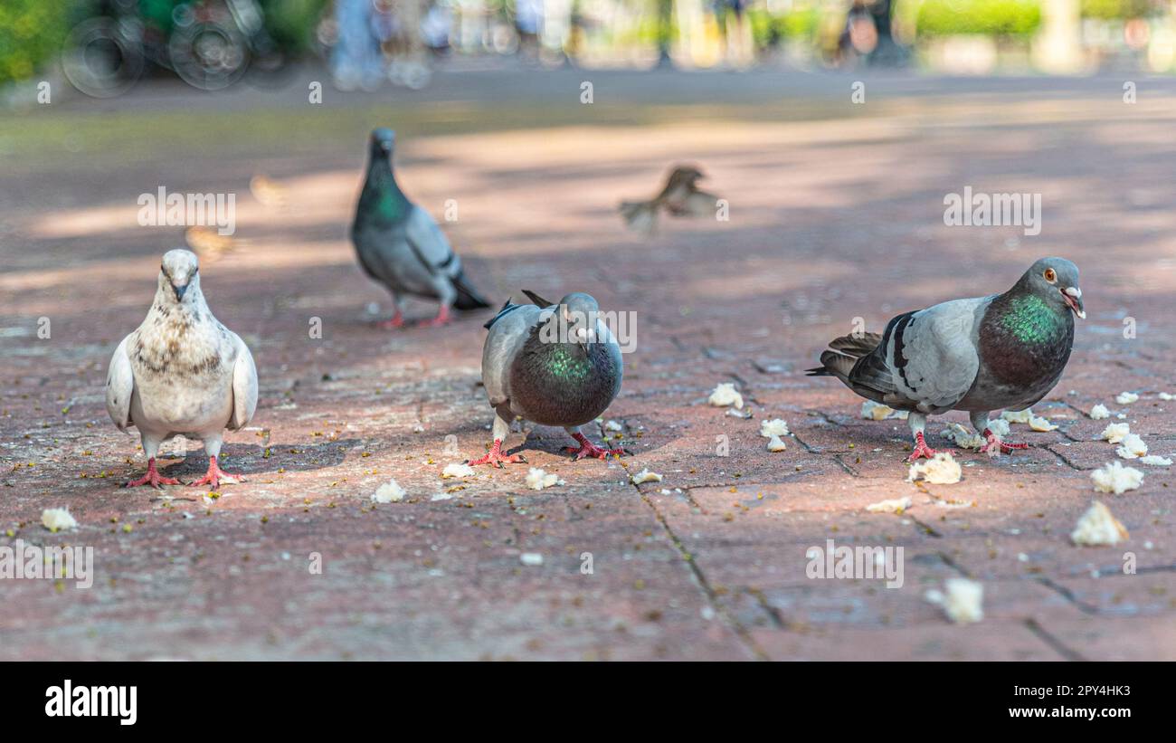 Piccioni che si nutrono di pangrattato gettati contro di loro al Rizal Park nelle Filippine Foto Stock