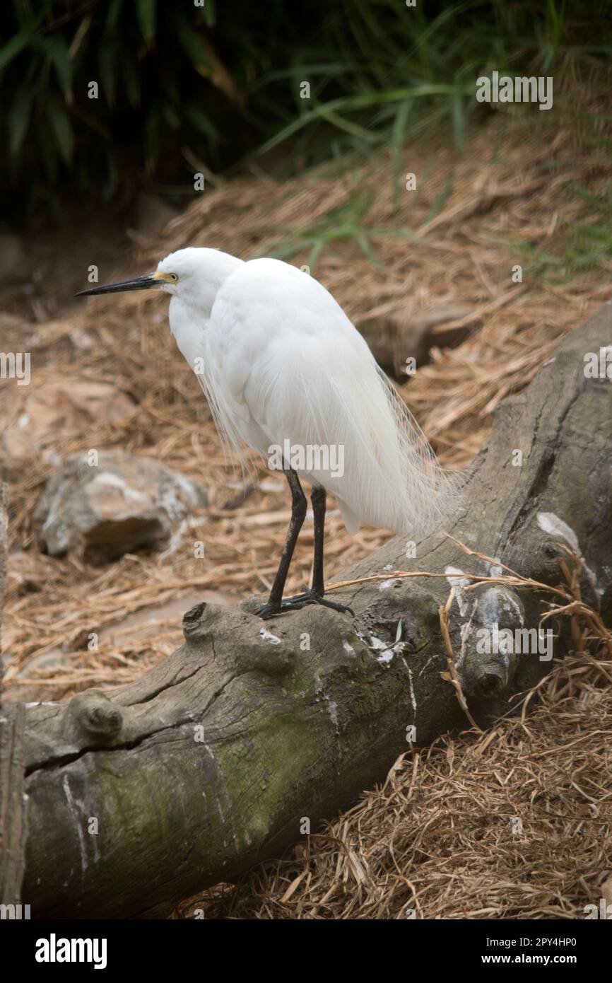 la grande egretta è un alto uccello d'acqua bianca con un becco nero Foto Stock