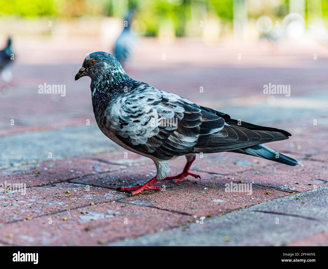 Piccioni che si nutrono di pangrattato gettati contro di loro al Rizal Park nelle Filippine Foto Stock